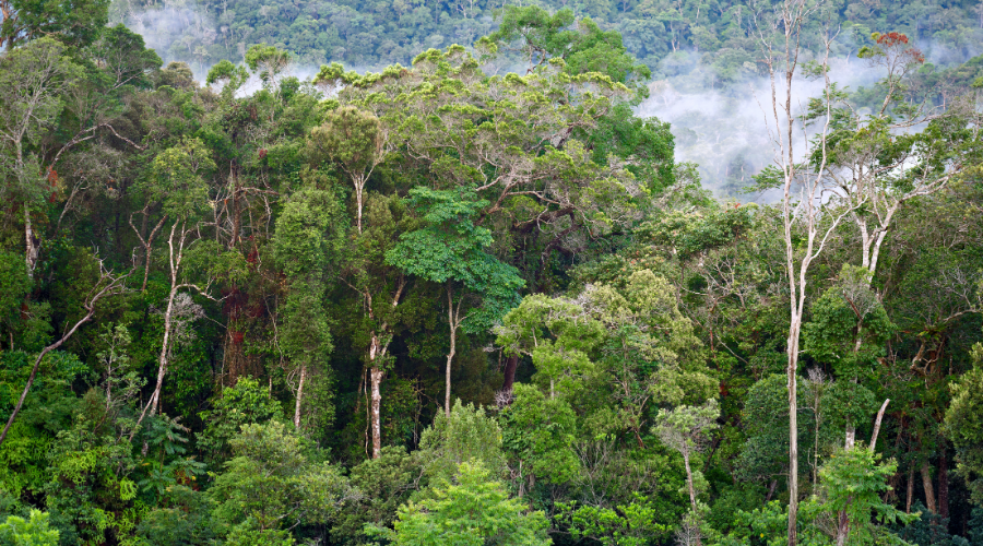 Borneo Rainforests conservation effort by listening